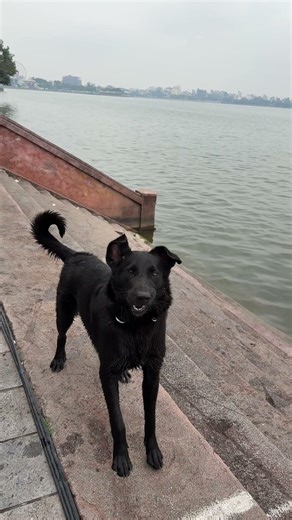 #dogcoach #dogswimming #puppy #doghealth