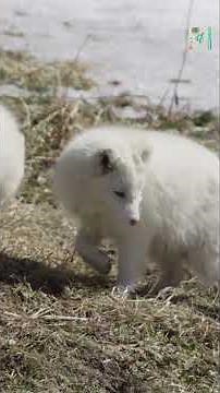 Why Do Arctic Foxes Change Color with the Seasons? 🦊❄️🍂