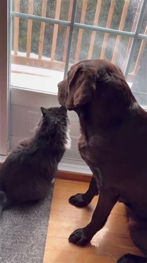 Love between dog and cat ! L’amour entre chat et chien ! #cat #dog #love