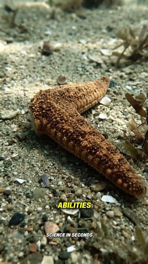 🧬 Starfish Cloning: The Infinite Life Glitch Exposed 🤯