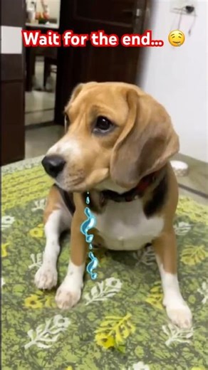 Charlie Ki Lar Tapak Gai Kaise… ?? 😂 Wait For The End... 😂 #Shorts #FunnyDog #CharlieBella #Viral