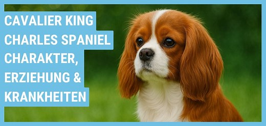 Cavalier King Charles Spaniel Steckbrief | Charakter, Wesen & Haltung