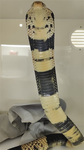 1.6K views · 17 reactions | Ever wondered what a hooded cobra really looks like? Check out one of our Forest Cobras!  These snakes can spread their ribs and use special muscles to form that iconic hood. Fun fact: Other snakes have different abilities to make them look larger and intimidating, like Tiger Ratsnakes from South America, who flare their throats vertically to look bigger! | Rainforest Reptile Shows | Facebook