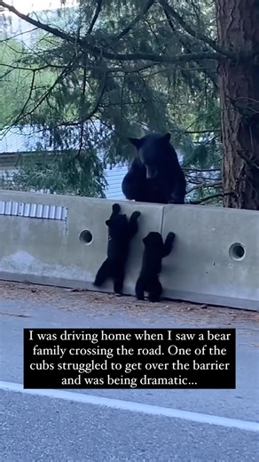 Bear on Instagram: "The baby bear cries 🥺🐻 (Ryan Ciarniello via Viralhog)"