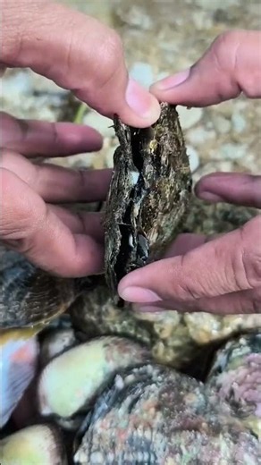 Amazing Shellfish Harvest! Opening a Giant Freshwater Mussel 😱🐚