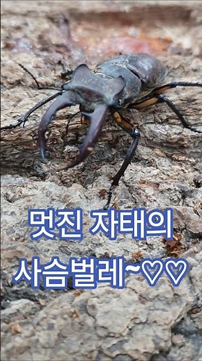 The most iconic stag beetle! The definitive king of stag beetles!