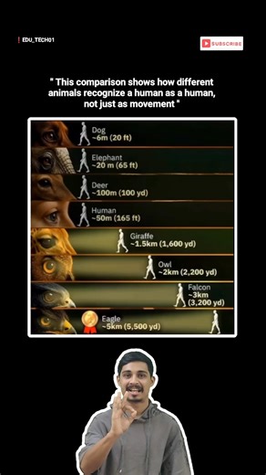 This comparison shows how different animals recognize a human as a human, not just as movement.