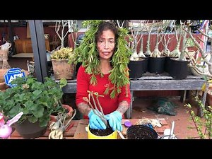 Desert rose how to save after root rot