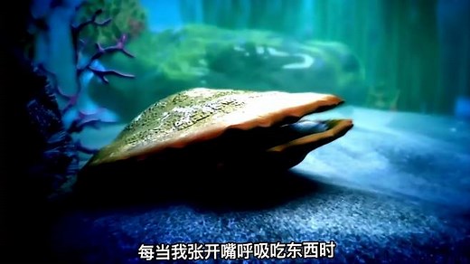 珍珠是怎么形成的，看完你就知道了！科普 珍珠