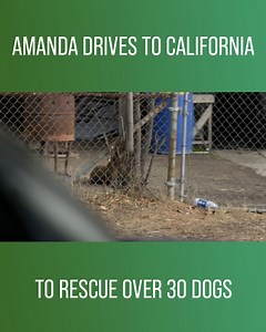 Amanda Giese drives all the way to California to rescue more than 30 dogs living in shocking conditions. #AmandaToTheRescue Watch full episodes on discovery : https://bit.ly/3HfHr6e | Love Animals