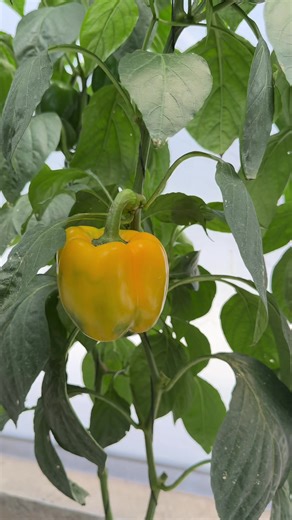 Bell Pepper Farming: Smart Agri Techniques