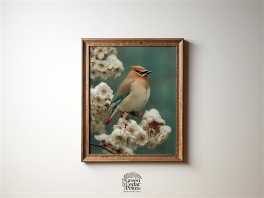 Cedar Waxwing on Snow Dusted Dogwood, Bird Art Print: 299 (digital Download) - Etsy
