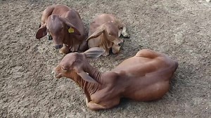 4K views · 248 reactions | انمول مشترکہ فارمز اینڈ فیڈز پراجیکٹ ساتھیوں کی محبتوں کو سلام پیش کرتے ہیں | Anmol Cattle Farming | Facebook