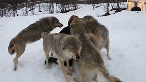 4.7K views · 70 reactions | After Years Apart: The Wolves Still...