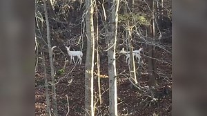 Two white deer spotted in West Virginia woods