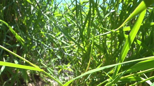 A turtle fence? That's right—you'll see several of them in the Sandhills to prevent a rare turtle species from crossing the road. Hear about the fences, the turtle species, and what volunteers are doing to protect them: https://sandhills.newschannelnebraska.com/story/50903154/turtle-fence-protects-rare-turtle-species-in-the-sandhills | News Channel Nebraska
