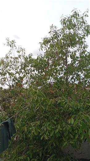 😜 Real Life Funny Scene|#funny #comedy #shorts