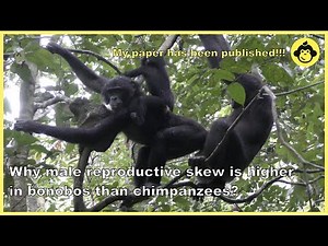 【Eng sub】My paper has been published! Why reproductive skew is higher in bonobos than chimpanzees?