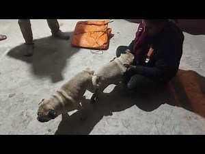 Pug dog mating