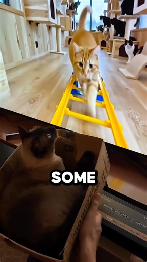 This Cat Enjoys A Ride To A Hidden Cat Paradise @claudiia.sousa #shorts #cat