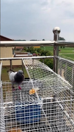 Pigeon Trap Setup and How It Works #satisfying ‪@MNSmartTech‬