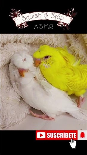 These adorable budgie brothers need NAMES! Help us choose! 🤔💕 #satisfying #asmr #shorts