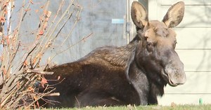 Necropsy of Billings moose shows severe bone loss and blood infection