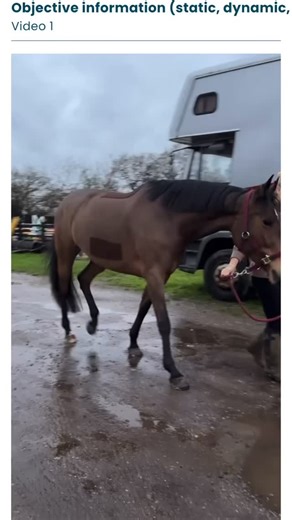 Dynamic assessment isn’t just “watching a horse move.” It’s analysing: 🔹 Stride length and rhythm 🔹 Joint range and symmetry 🔹 Muscle engagement and compensation patterns 🔹 Straightness, suppleness, and loading 🔹 Transitions and posture under changing demands Every detail helps us build a treatment plan and exercise programme that is specific to that individual horse, their body, their job, and their long-term goals. But the real magic happens when everyone’s eyes work together. The horses 