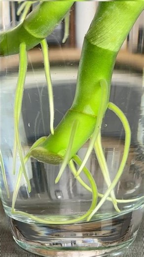 Propagating Dieffenbachia (Dumb Cane) in Water 🌱