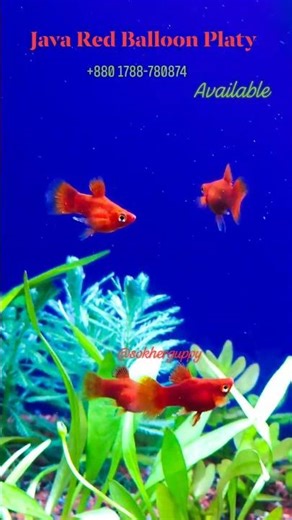 Java Red Ballon Platy , Fish of Vibrancy #aquarium #platy #viral #aquarium