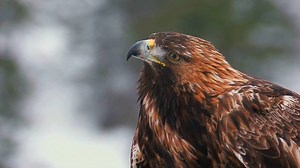 16K views · 2.7K reactions | 2015 was a great year for us and bird...