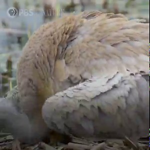 Follow new animal mothers through the trials of raising a family in the Rocky Mountains. Narrated by Uma Thurman. | Nature | PBS