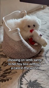 toy box is her happy place 🧸