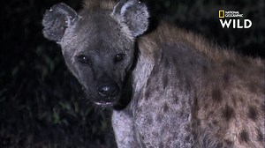 1.2M views · 4.6K reactions | Malgré sa puissance, le python ne fait pas le poids face à la hyène tachetée, l'un des plus redoutables prédateurs du continent africain. | Nat Geo Wild France | Facebook