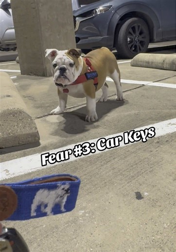 Understanding Your Bulldog's Fear of Car Keys