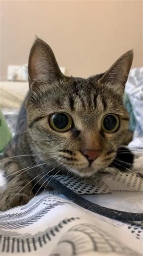 Title: Mi's Nervous Debut: Kitten's First Appearance