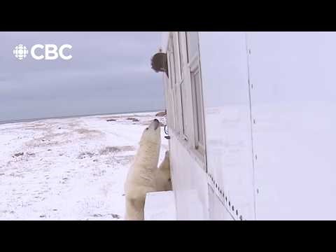 A 20 year friendship with a wild polar bear