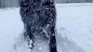 16K views · 370 reactions | Brian Sims on Reels | Facebook