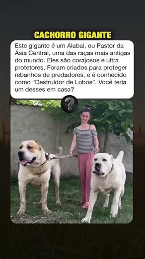 Esse Cão Gigante Era Usado Para Destruir Lobos #curiosidades #mistérios