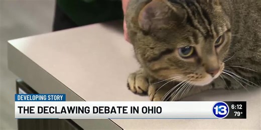 Local vet talks about bill that would make declawing your cat illegal in Ohio