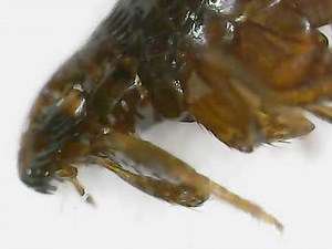 Flea Under Microscope 🔬 | Tiny Jumping Parasite Filmed From Different Eye (FDE)