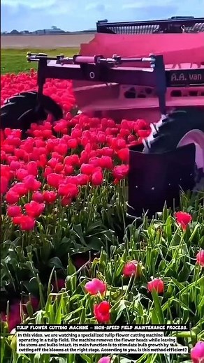 Tulip Flower Cutting Machine – High-Speed Field Maintenance Process.