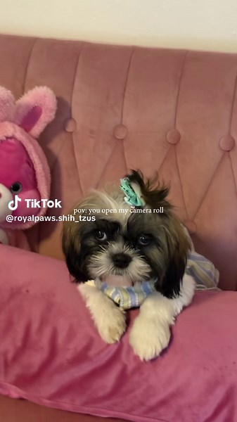 One Big Shih Tzu Family 🐶🌈🐾#smalldogs #puppylove #dogsofttiktok #shihtzu #furbaby #🐾 #🐶 #royalpaws #pet #furry #puppylove #tiktokshop