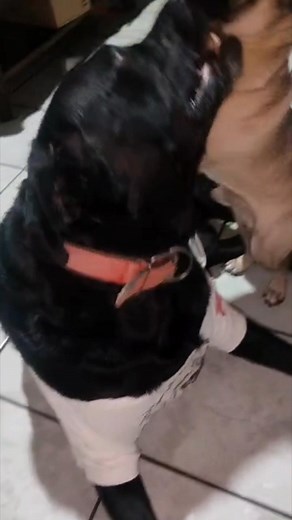 Choker kulisaw  #labrador #pug #choker #Ozzy | Jen Ny | Facebook