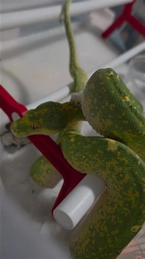Crawling out of Yesterday's Clothes - Green Tree Python Shedding