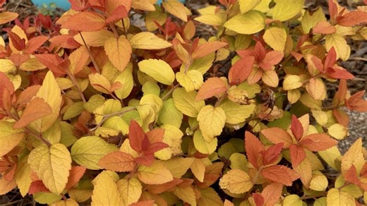 Make it a double play with spirea