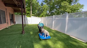 Groot the boxer mix had a session on the place command, adding in down and distractions! | Julie's K9 Academy - Dog Training | Facebook