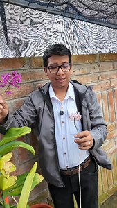 Epidendrum en floración, como similitud y diferencias increíbles. Epidendrum jamiesonis, Epidendrum secundun y Epidendrum Ibaguense son extremadamente similares y siempre ando confundido entre ellas. #orquideas #orquiplanet #Epifitas #epidendrum | Orquiplanet