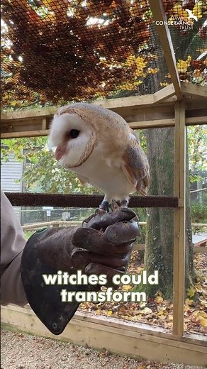 Barn Owl myths and legends