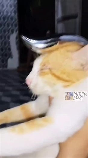 Bro think he's Josuke Joestar🗣️💯‼️ #meme #memes #absurdhumor #dankmeme #memeabsurd #funnyvideos #memepage #memesdaily #reels | Gilang Azzx Verse